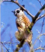 Galago