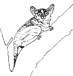 Galago